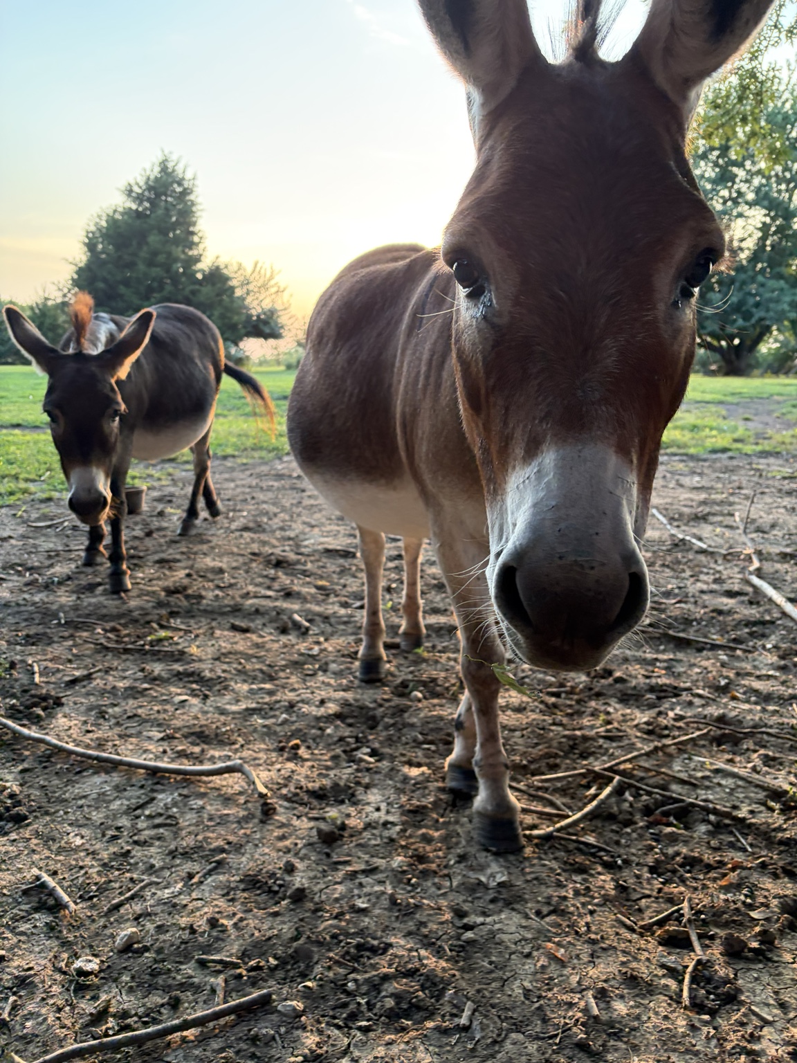 Two miniature donkeys at sunset