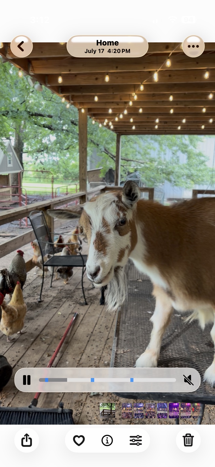 Goat and chickens on the farm porch