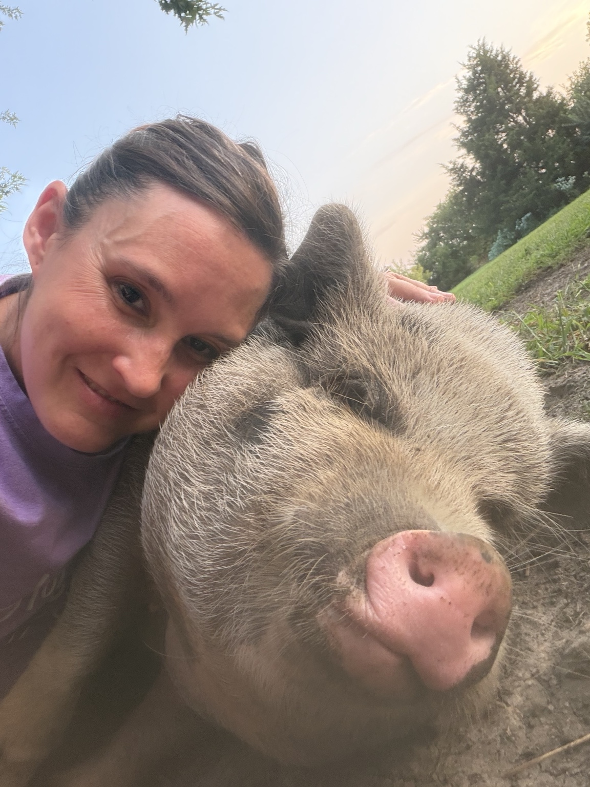 Friendly pig enjoying time at Hailey Hobby Farm